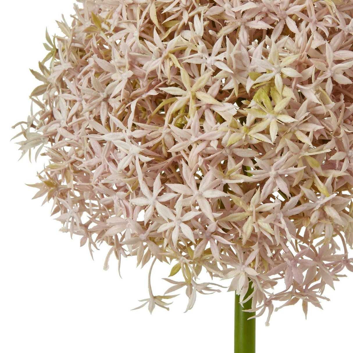 Shades 4 Seasons Allium Stem for Stylish Decor Shades 4 Seasons