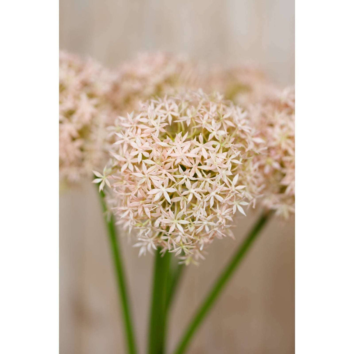 Shades 4 Seasons Allium Stem for Stylish Decor Shades 4 Seasons