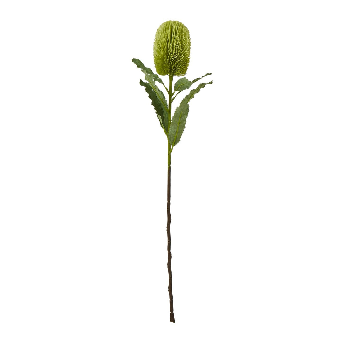 Banksia Serrata Stem by Shades 4 Seasons GREEN PLASTIC Shades 4 Seasons