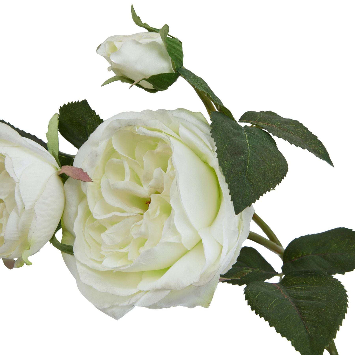 The Natural Garden Collection White Charity Rose Shades 4 Seasons