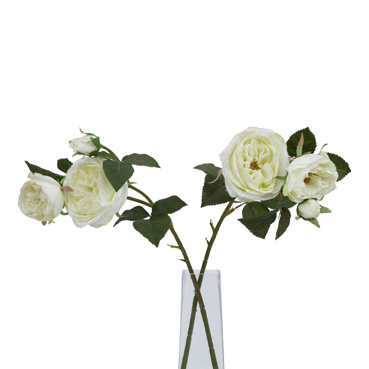 The Natural Garden Collection White Charity Rose Shades 4 Seasons