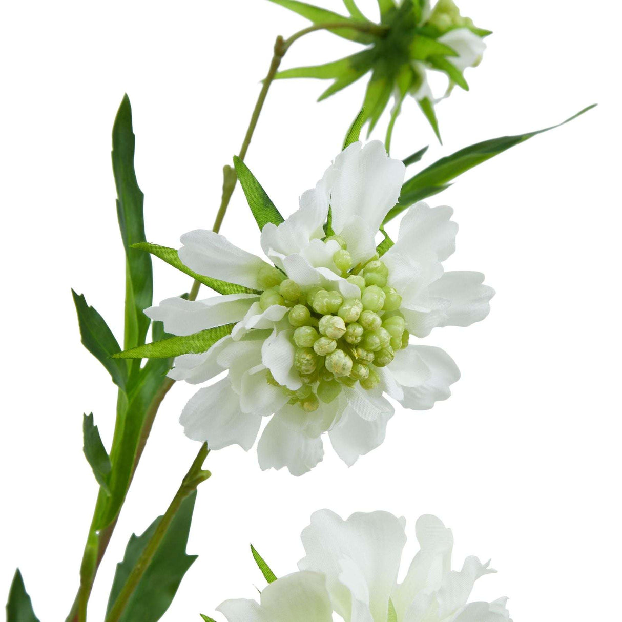 The Natural Garden Collection White Scabious Stem Shades 4 Seasons
