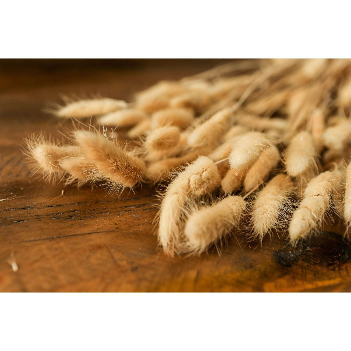 Shades 4 Seasons Bunny Tails Dried Flowers Coastal Decor Shades 4 Seasons