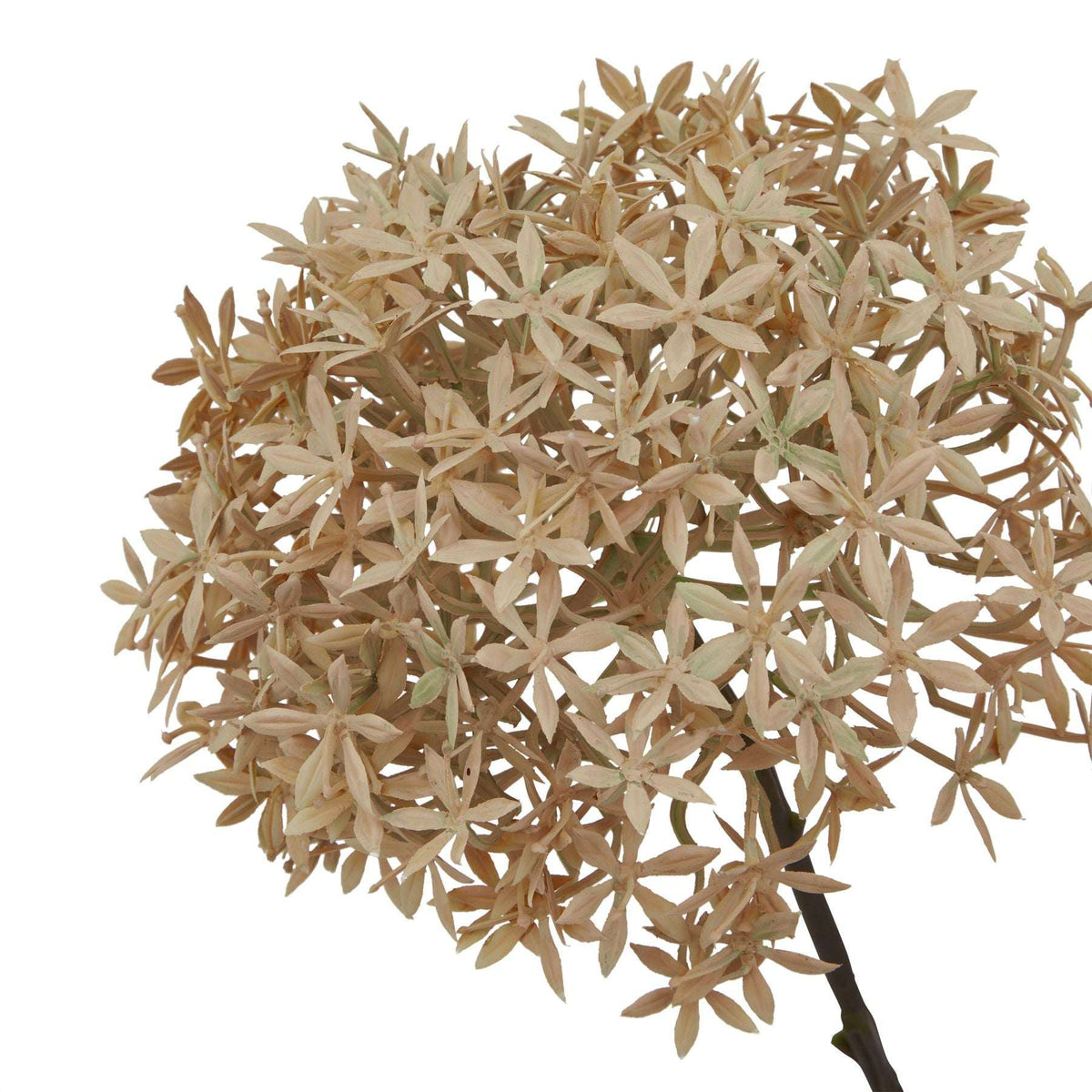 Decorative Coffee Allium single stem flower in autumn shades for seasonal arrangements
