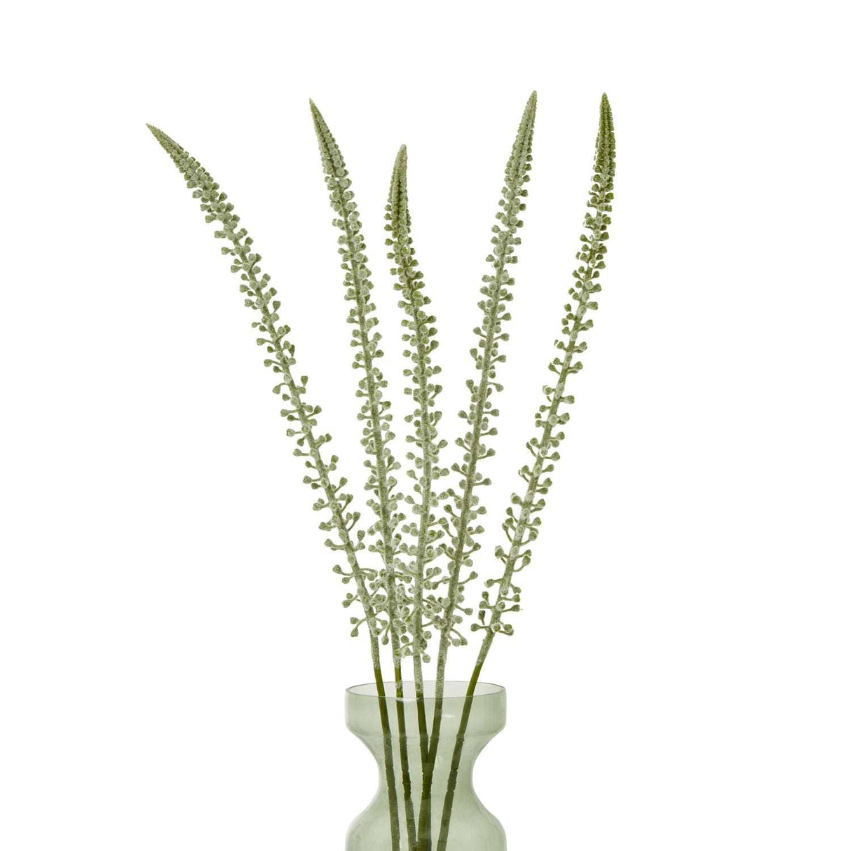 Shades 4 Seasons Eremurus Stem for Stylish Decor Shades 4 Seasons