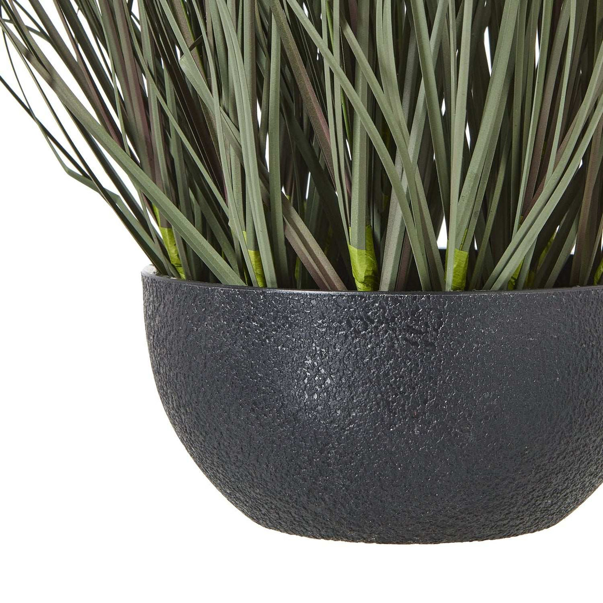 Fountain Grass Plant in Stylish Black Pot by Shades 4 Seasons Shades 4 Seasons