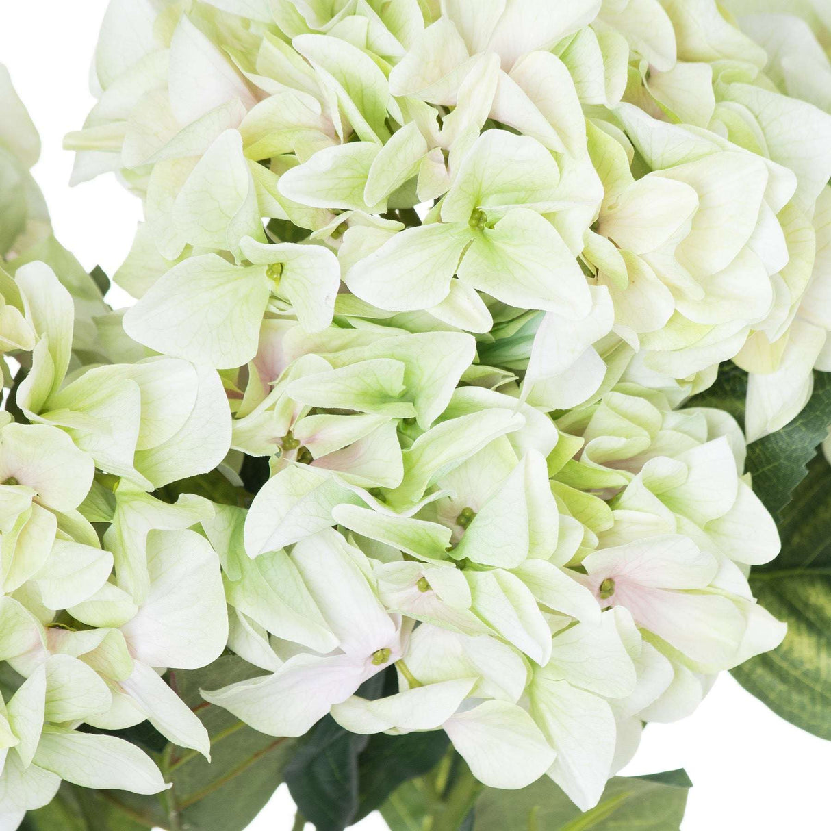 Shades 4 Seasons Green Hydrangea Single Stem Flower Shades 4 Seasons
