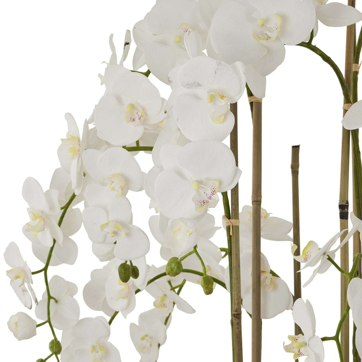Large White Orchid In Antique Stone Pot Shades 4 Seasons