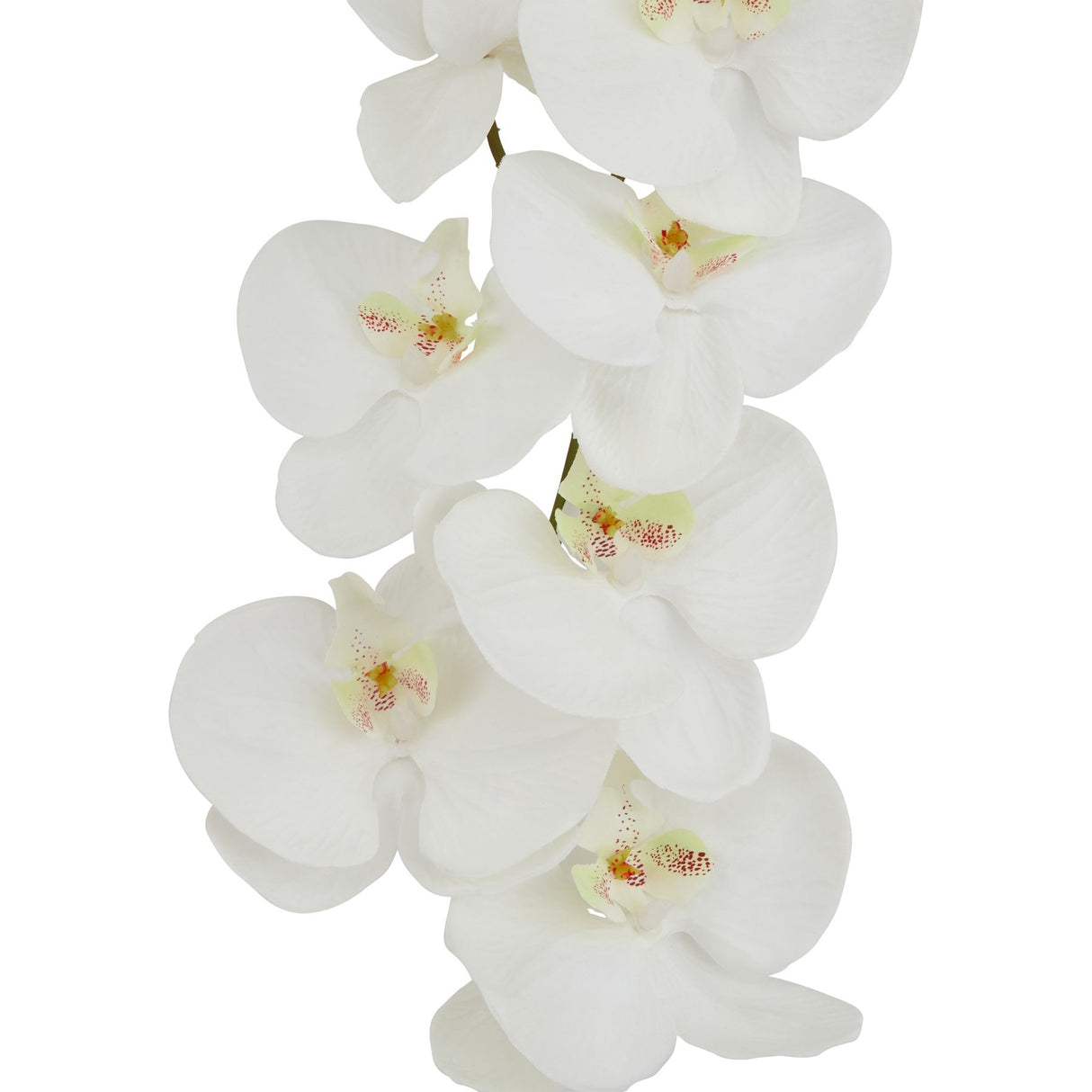 Shades 4 Seasons Butterfly Orchid Stem - Realistic White Shades 4 Seasons