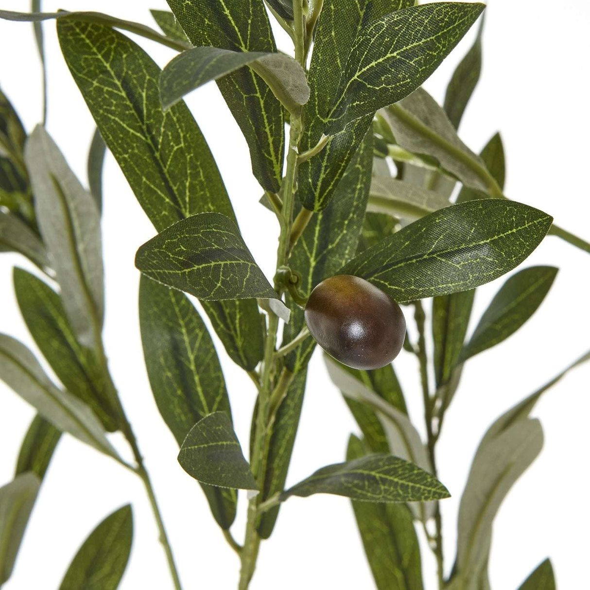Apulia Olive Tree In White Pot 180Cm Shades 4 Seasons