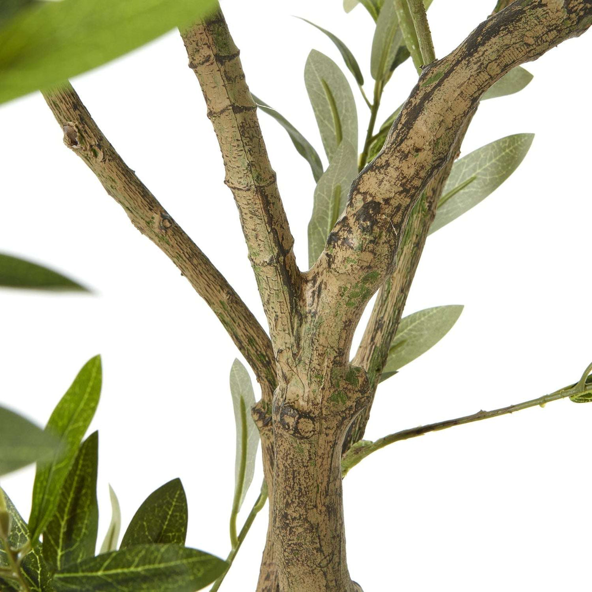 Apulia Olive Tree In White Pot 200Cm Shades 4 Seasons