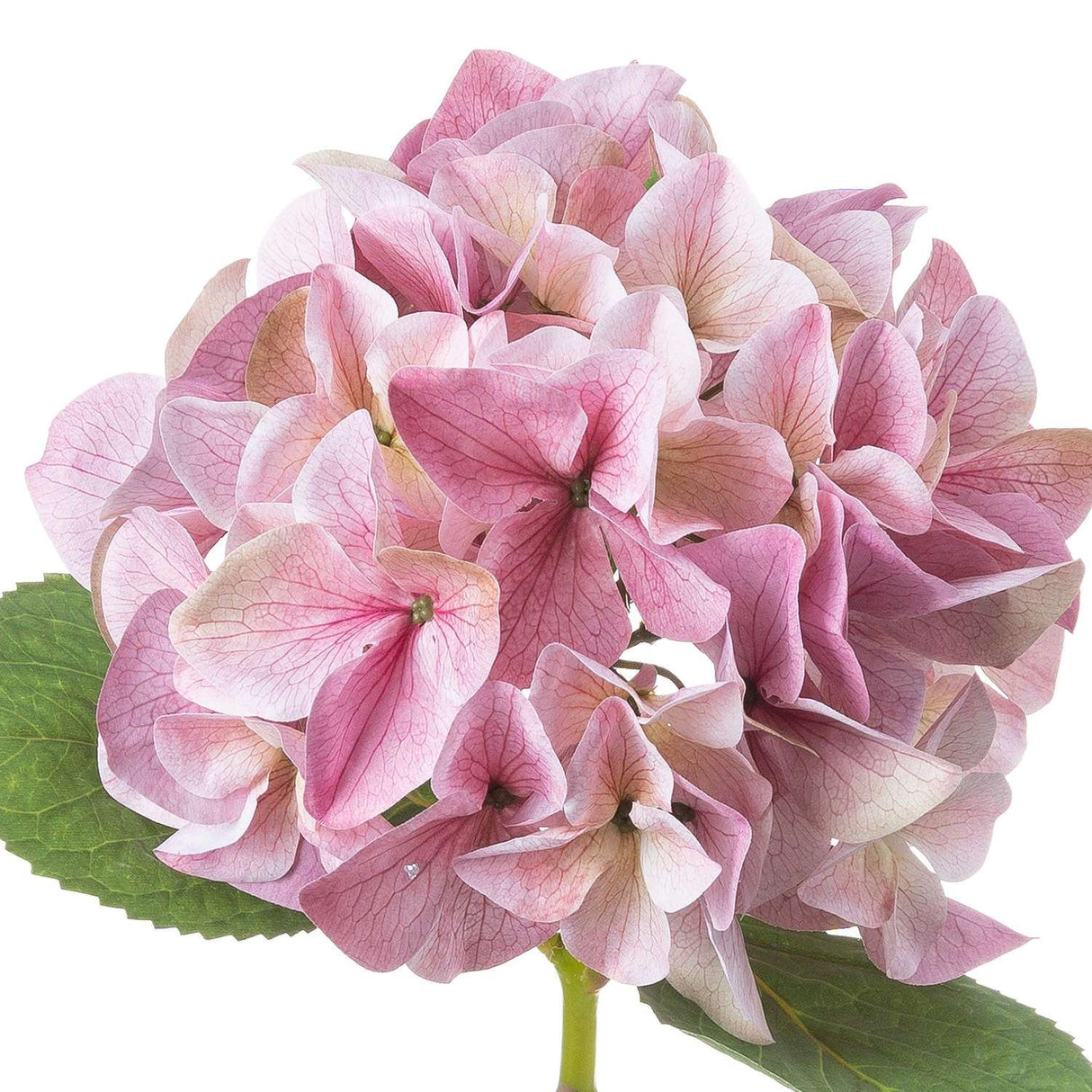 Shades 4 Seasons Pink Hydrangea Single Stem Flower Shades 4 Seasons