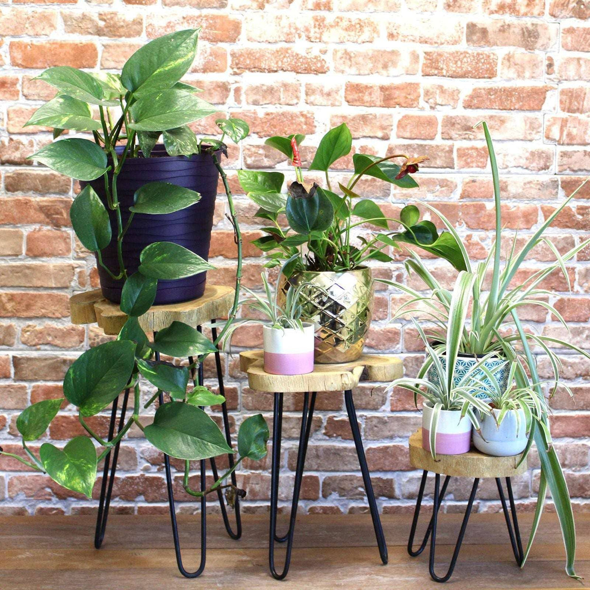 Set of 3 Gamal Wood Plant Stands - Natural AW Dropship UK