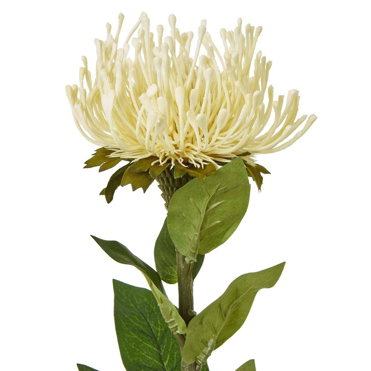 Shades 4 Seasons Protea Lorea Stem for Home Decor Shades 4 Seasons