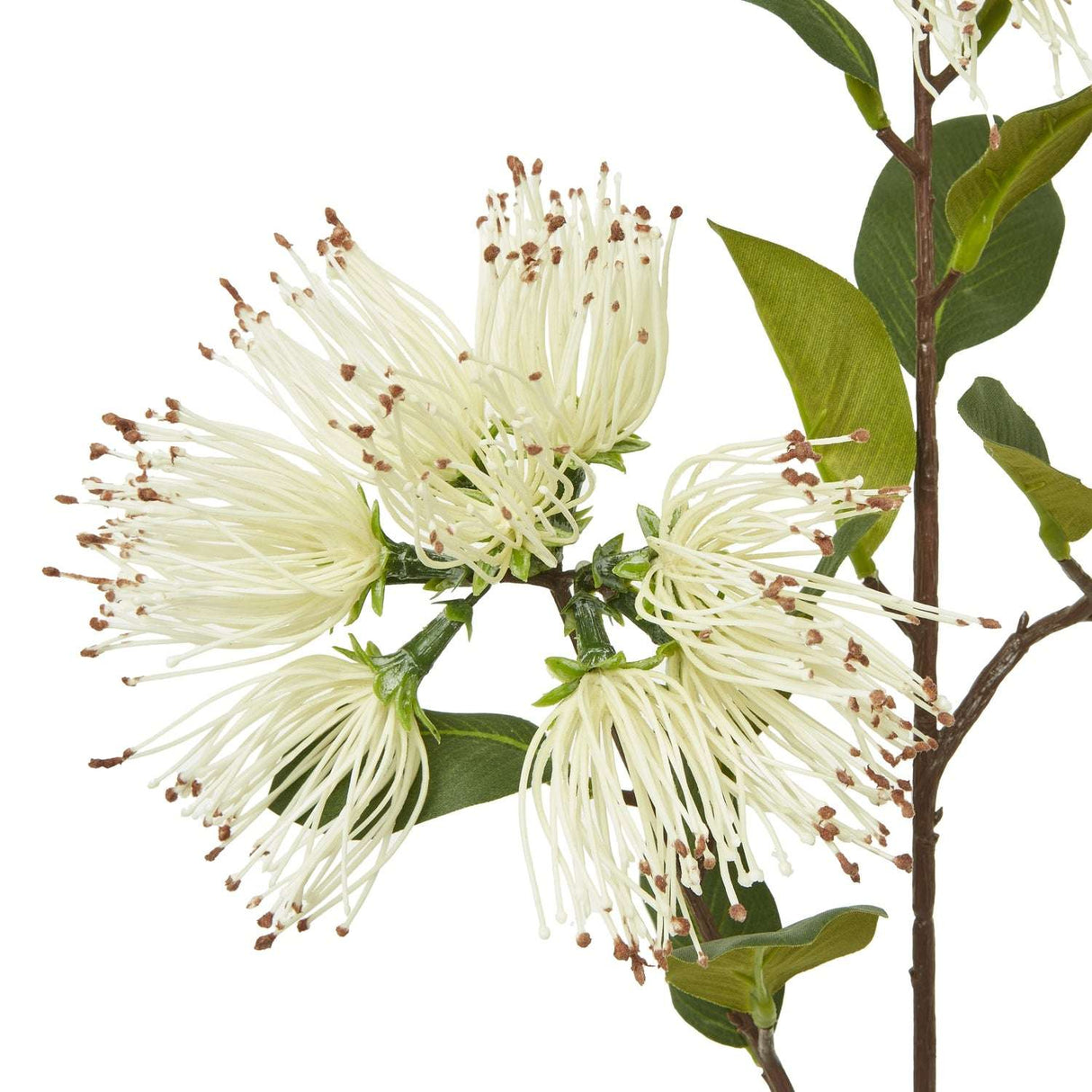 Shades 4 Seasons Protea Nitida Spray for Elegant Decor Shades 4 Seasons