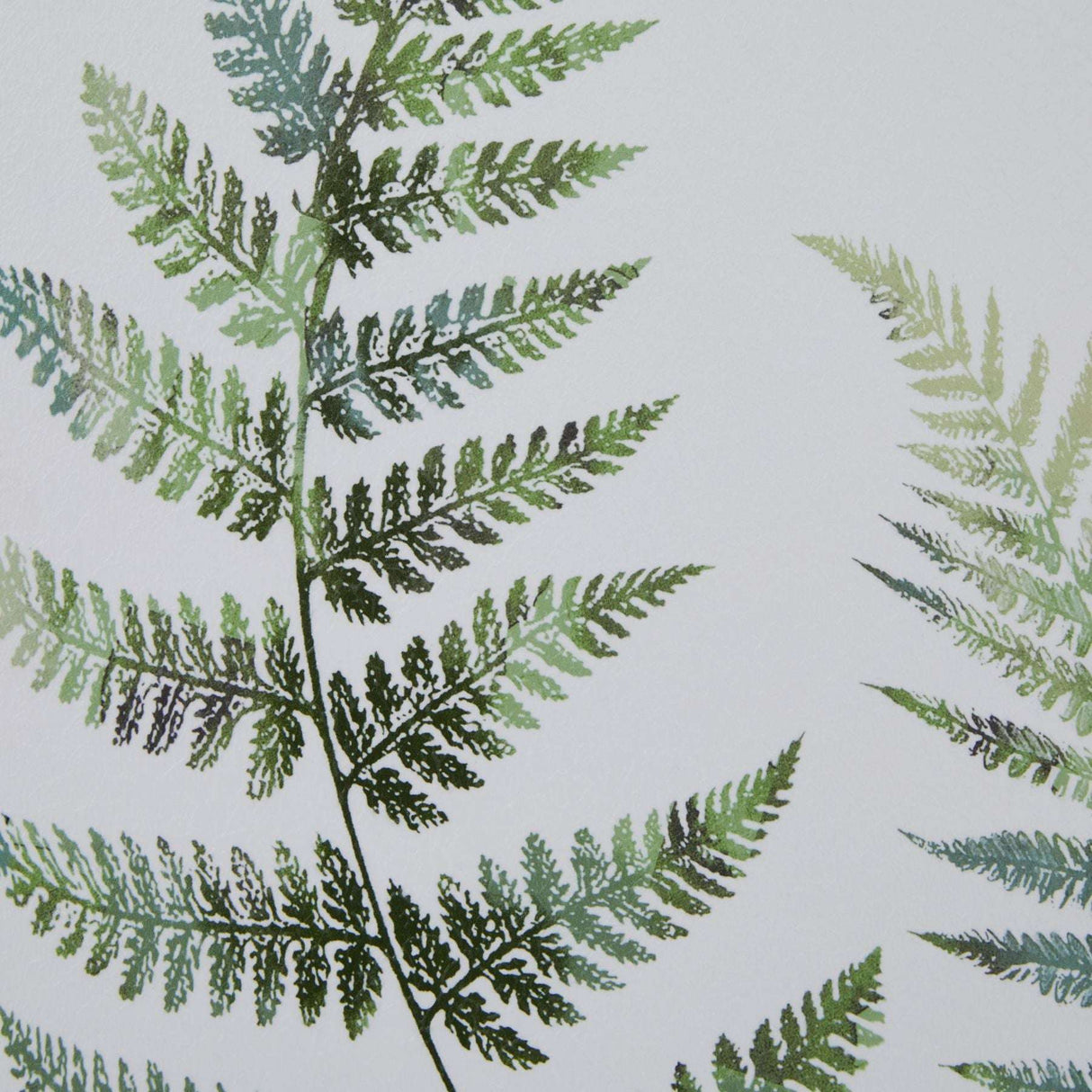Watercolour Fern Duo In Washed Wood Frame Shades 4 Seasons