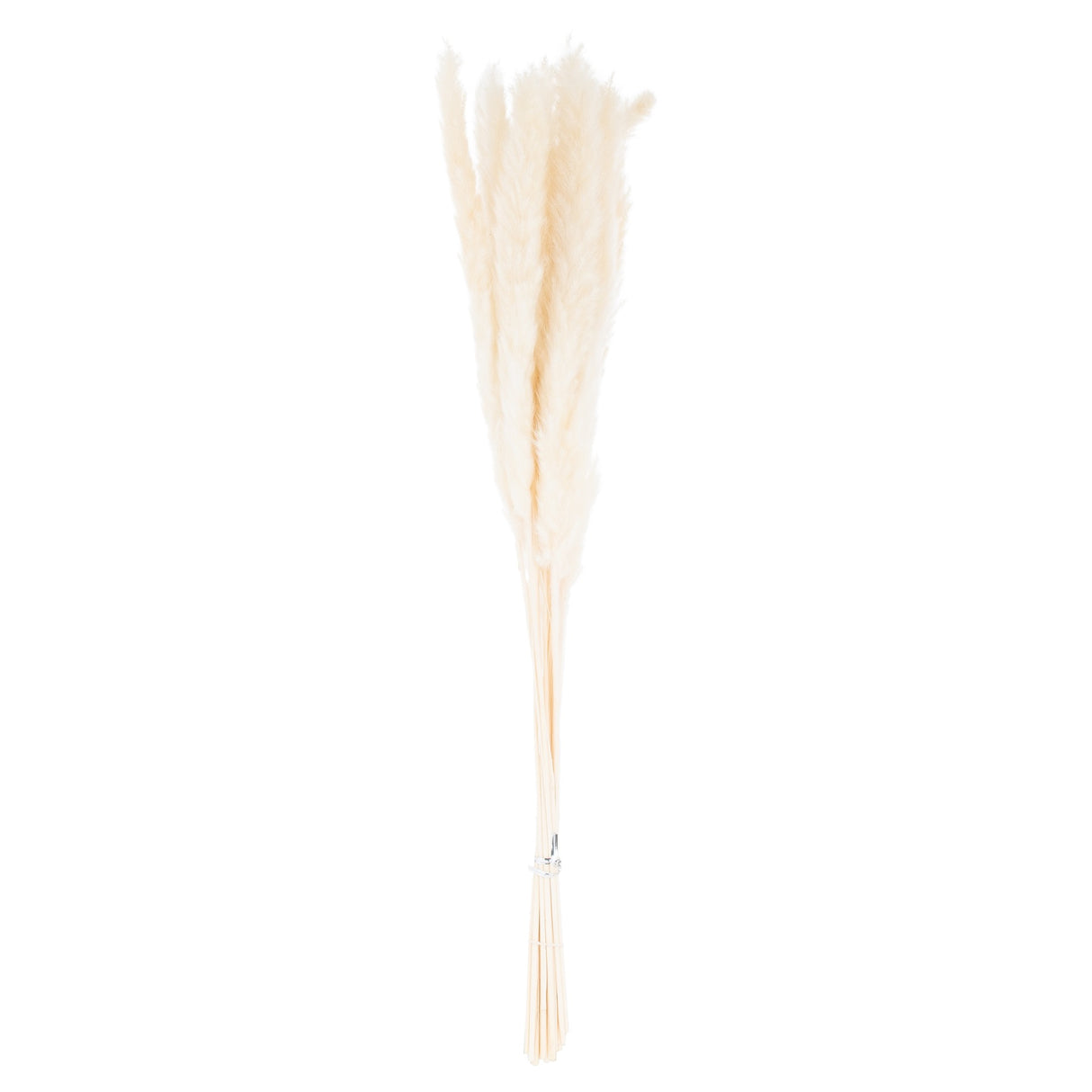 Mini White Pampas Grass Bunch Of 15 Shades 4 Seasons