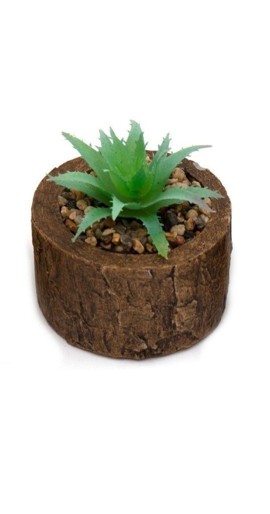 Bark Effect Pot and Succulent - Shades 4 Seasons