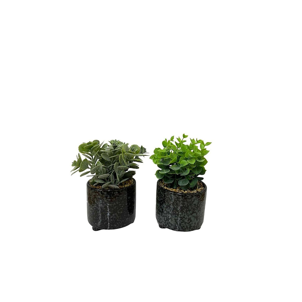 Set Of Two Succulent In Glazed Pots - Shades 4 Seasons