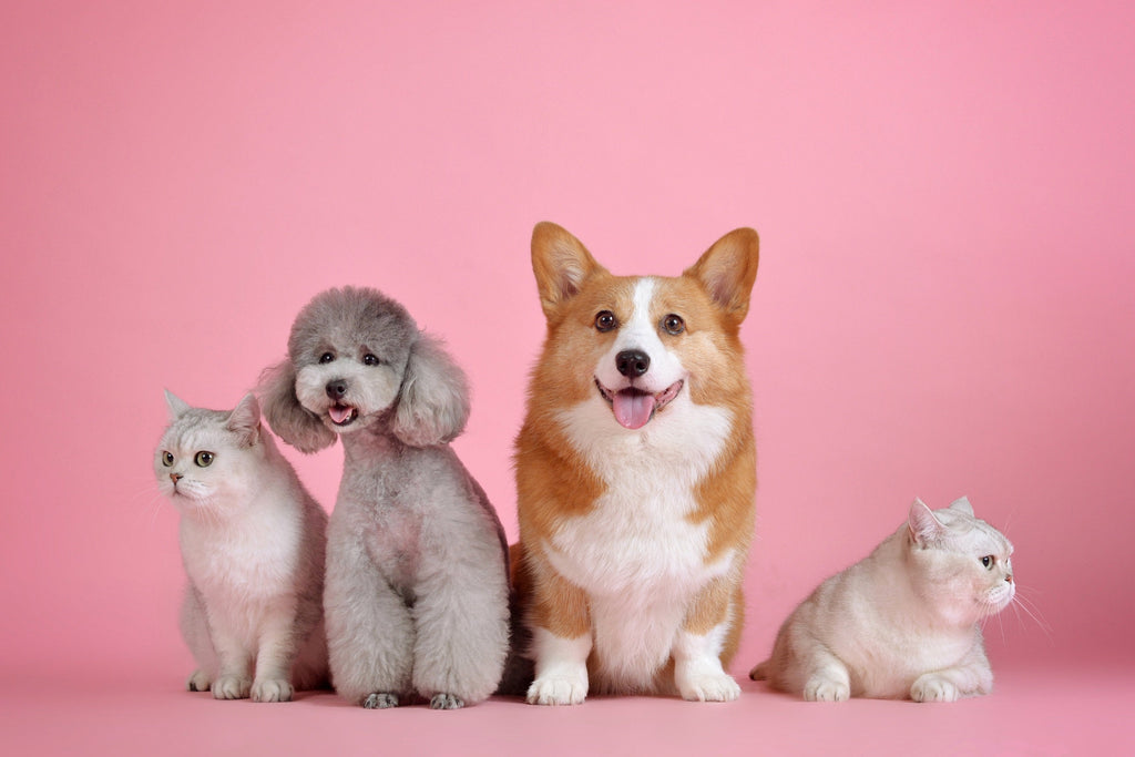 Adorable pets including a corgi, poodle, and two cats from the Pets Collection on a pink background