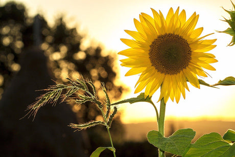 Bright sunflower in summer, symbolising warm and inviting home decor inspired by nature