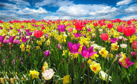 Spring Collection Featuring Delicate Butterflies Among Vibrant Flowers in Bloom