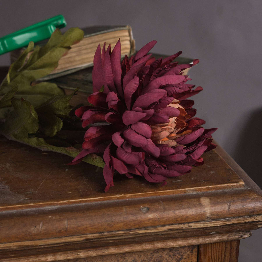 Autumn Spider Chrysanthemum Shades 4 Seasons
