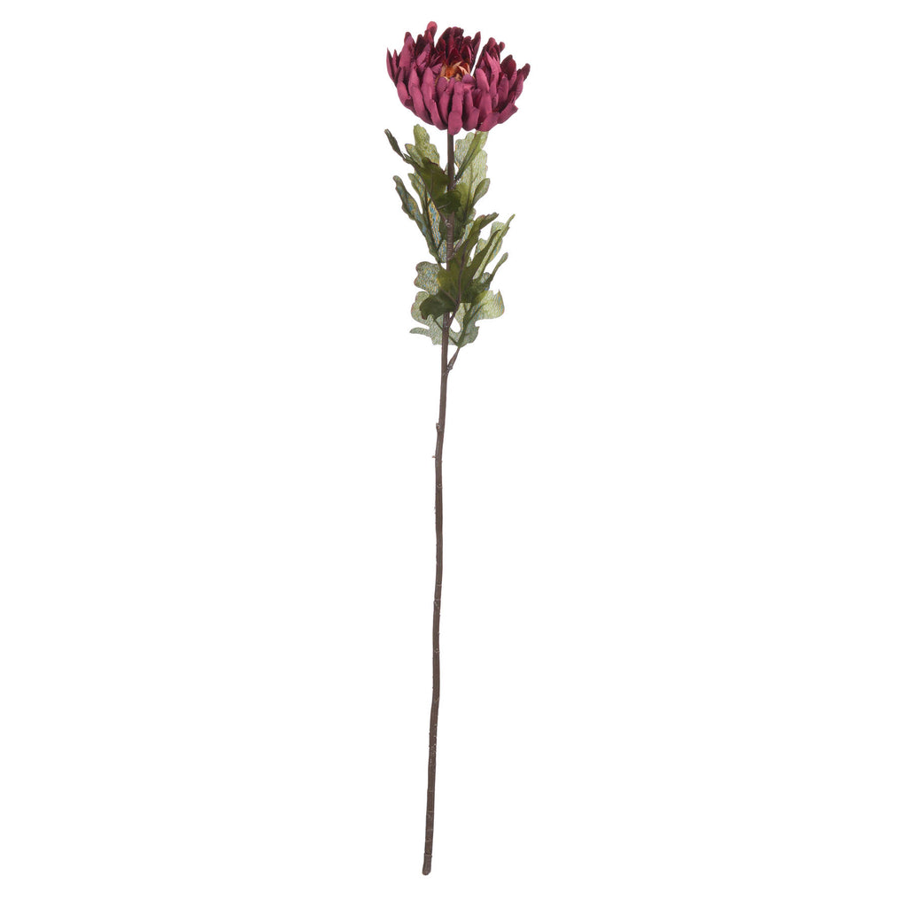 Autumn Spider Chrysanthemum Shades 4 Seasons