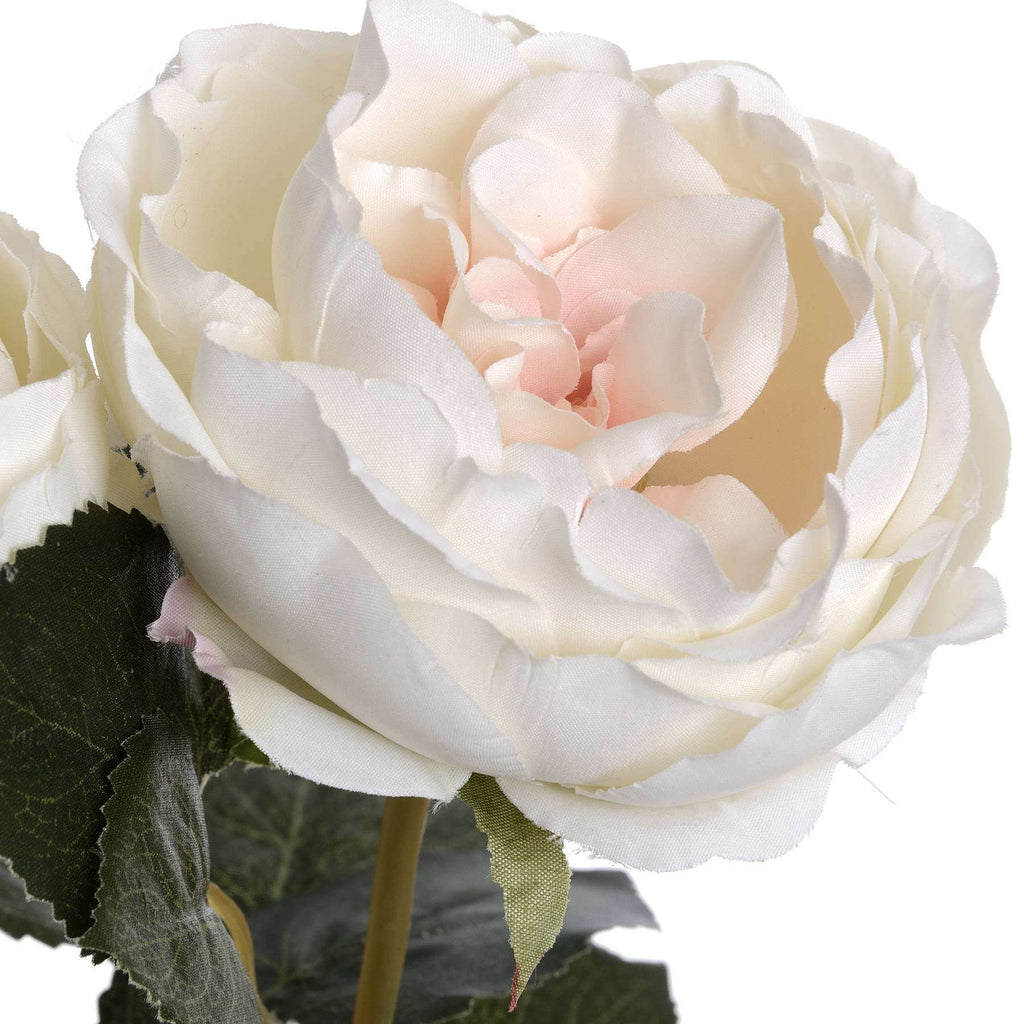 Blush Garden Rose Shades 4 Seasons