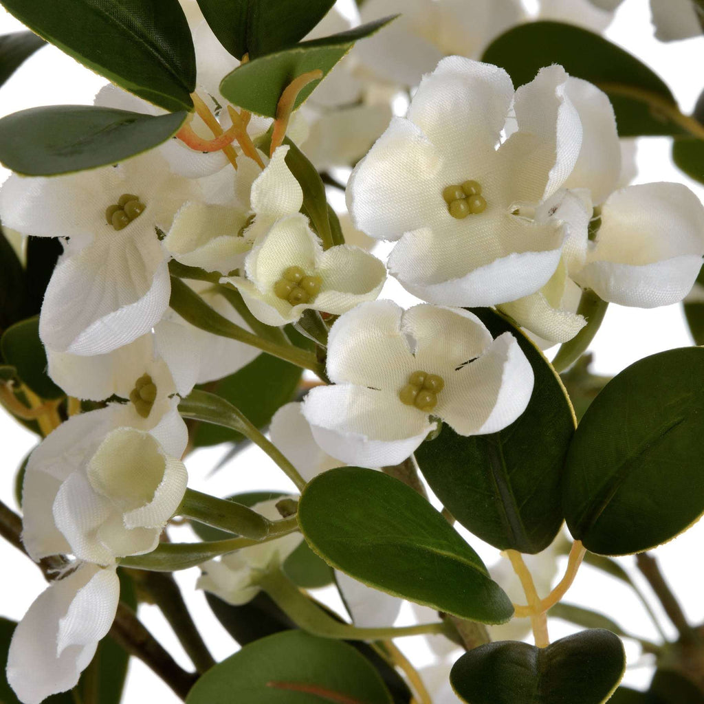 White Spring Mock Orange Flower Shades 4 Seasons