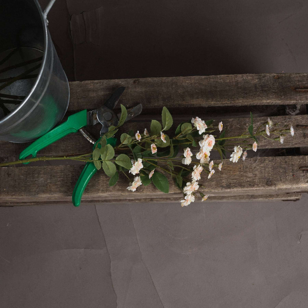 Cream Wild Meadow Rose Shades 4 Seasons