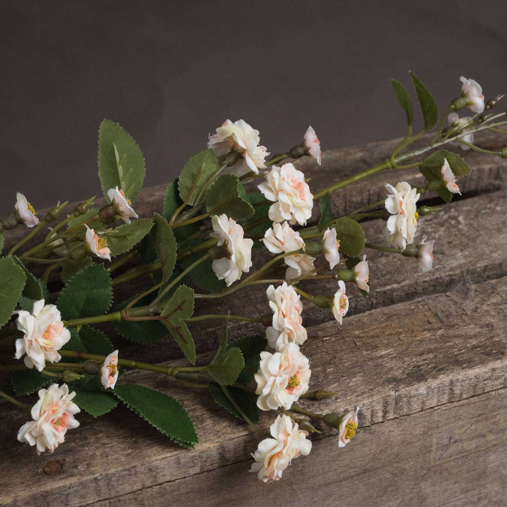 Cream Wild Meadow Rose Shades 4 Seasons
