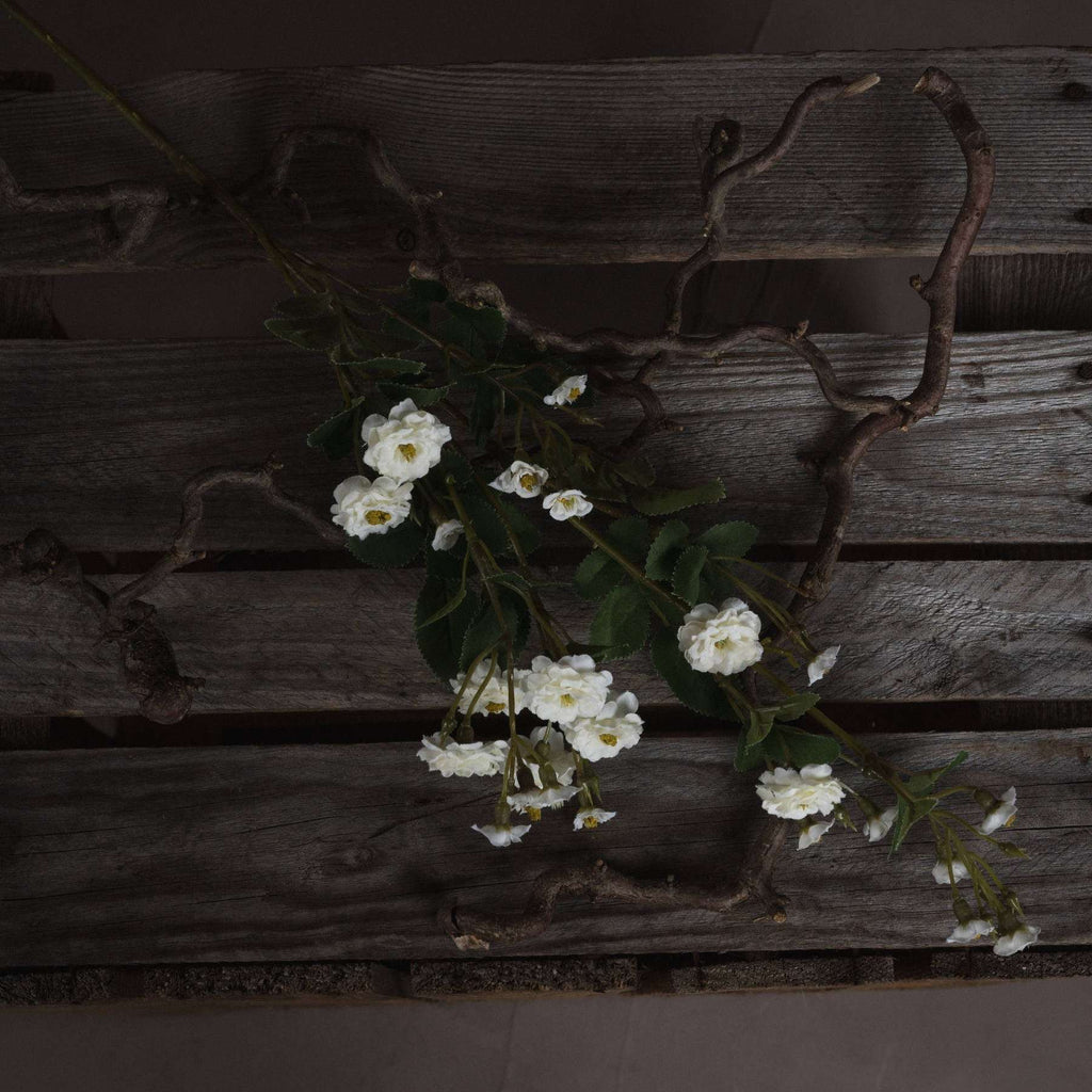 White Wild Meadow Rose Shades 4 Seasons