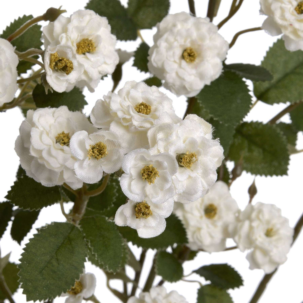 White Wild Meadow Rose Shades 4 Seasons