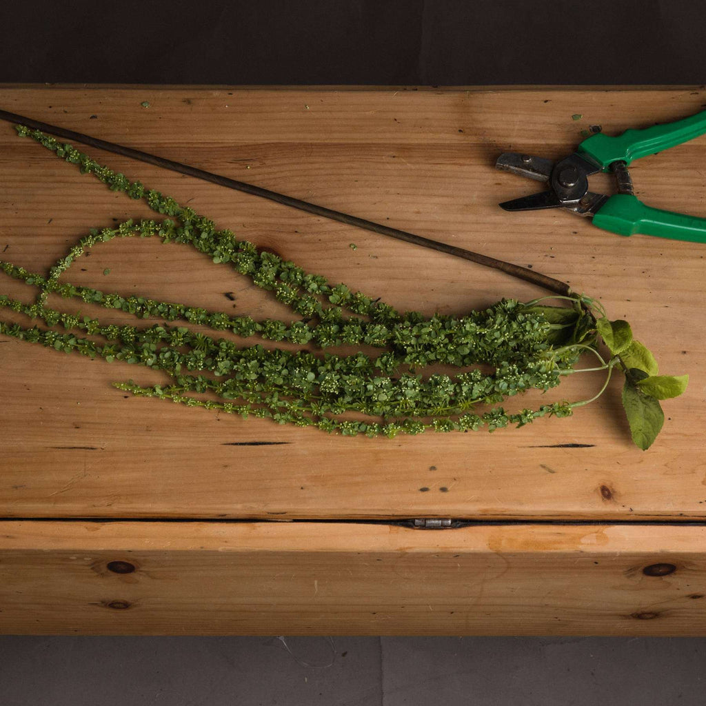 Green Amaranthus Shades 4 Seasons