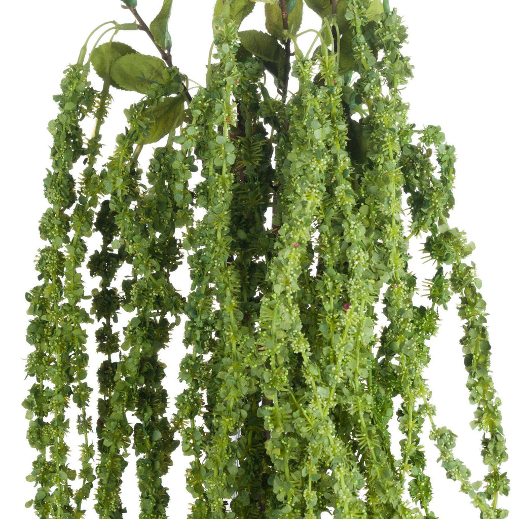 Green Amaranthus Shades 4 Seasons