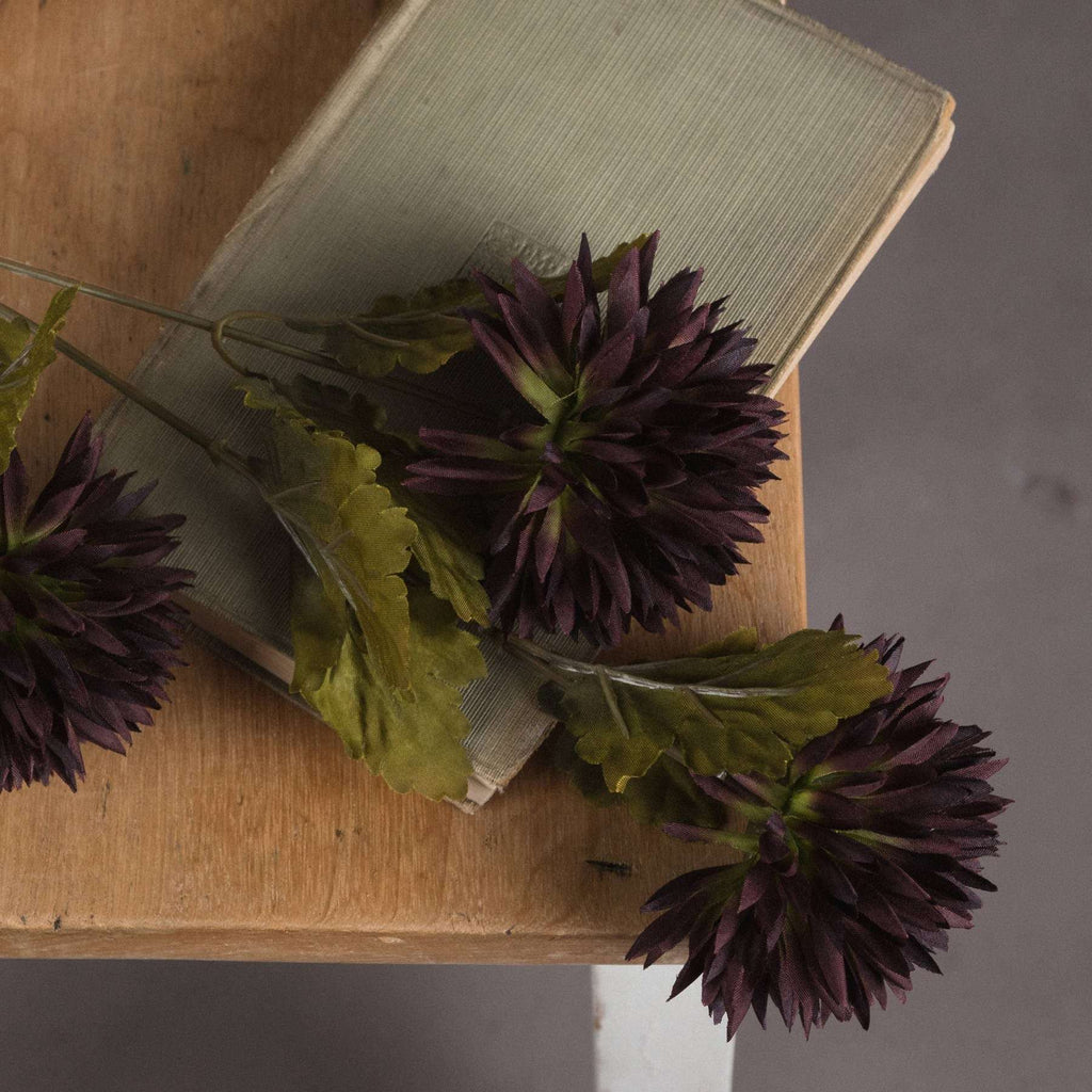 Chocolate Chrysanthemum Shades 4 Seasons
