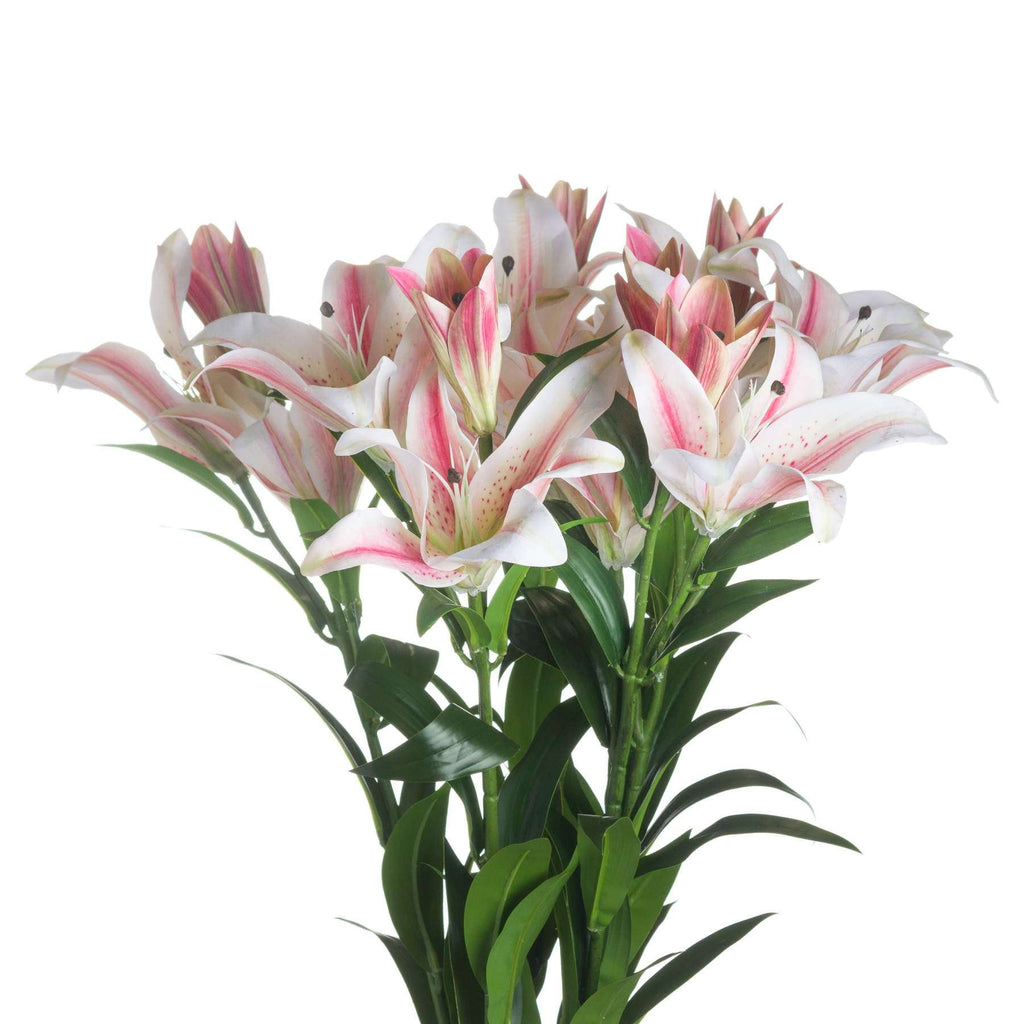Stargazer Lily Shades 4 Seasons