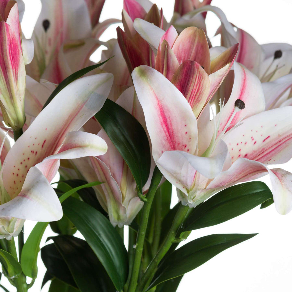 Stargazer Lily Shades 4 Seasons
