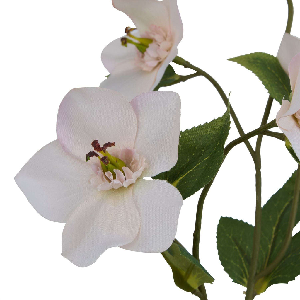 The Natural Garden Collection Pale Apricot Hellibore Shades 4 Seasons