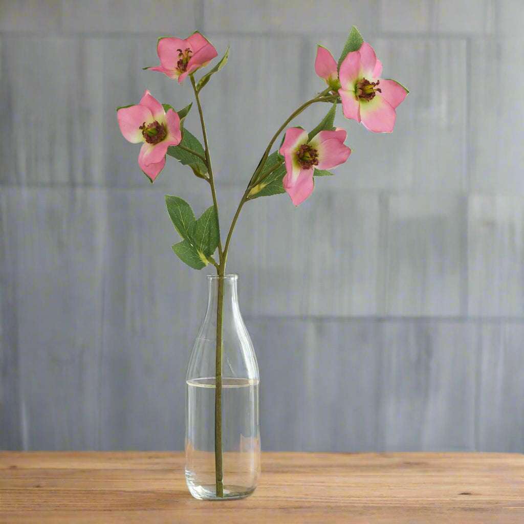 The Natural Garden Collection Pink Varigated Hellibore PINK PLASTIC Shades 4 Seasons