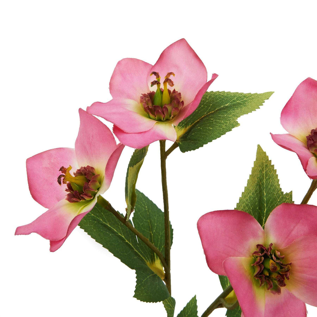 The Natural Garden Collection Pink Varigated Hellibore Shades 4 Seasons
