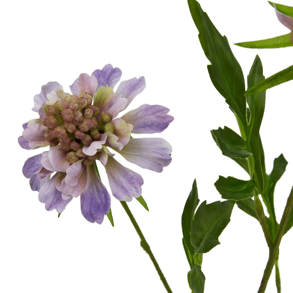 The Natural Garden Collection Purple Scabious Stem Shades 4 Seasons