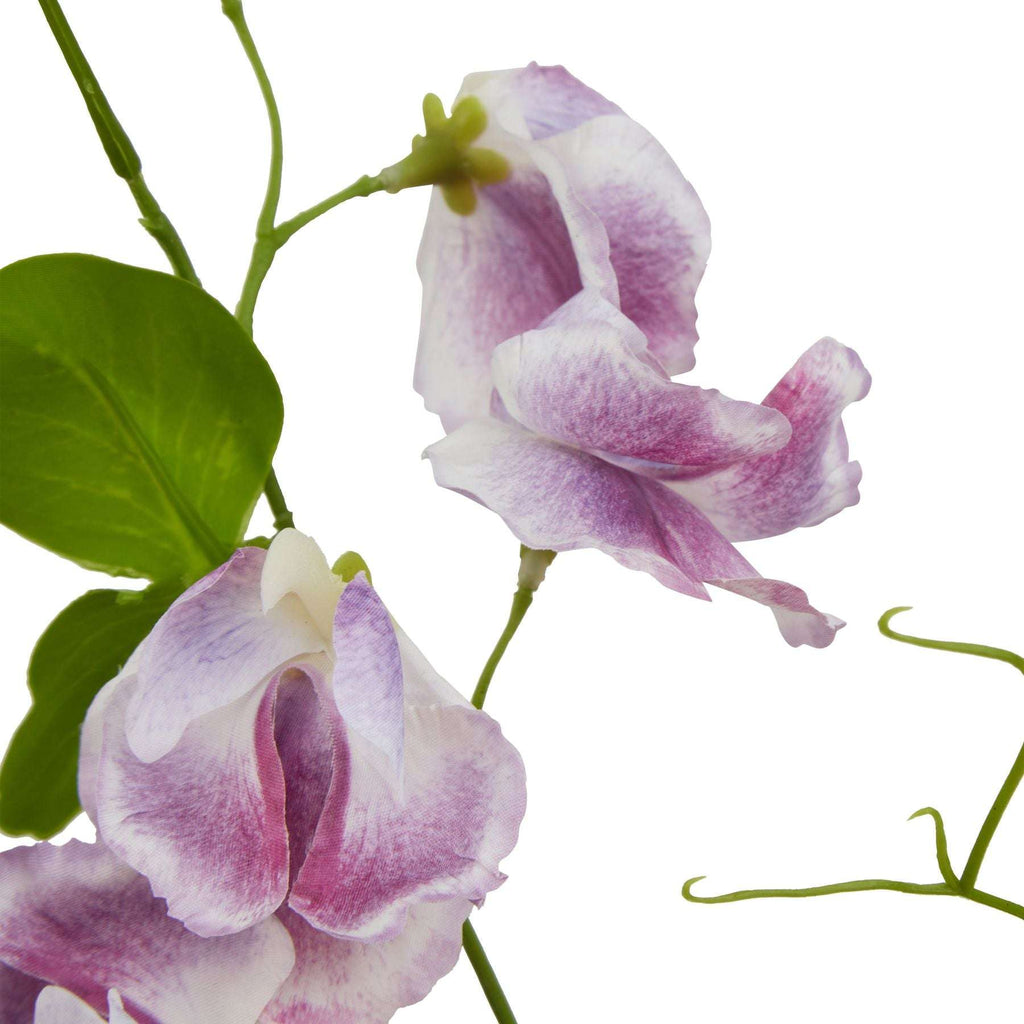 The Natural Garden Collection Purple Sweetpea Stem Shades 4 Seasons