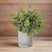 Small Button Eucalyptus Plant In Grey Pot GREEN PLASTIC Shades 4 Seasons