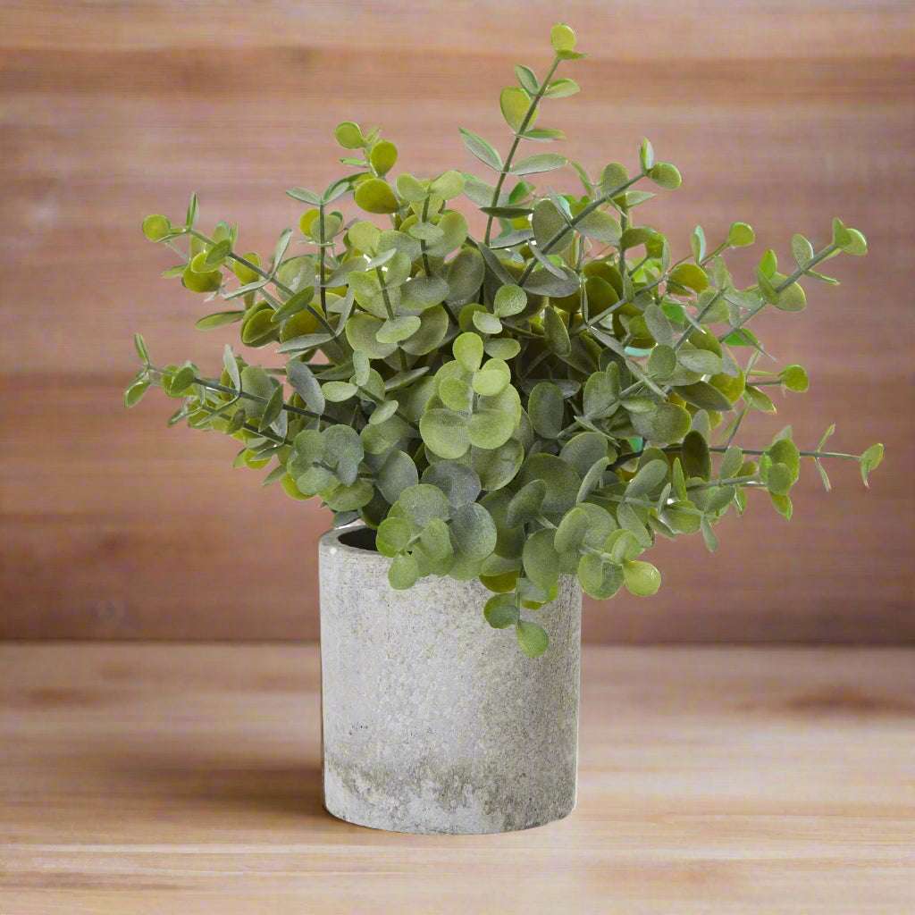 Small Button Eucalyptus Plant In Grey Pot GREEN PLASTIC Shades 4 Seasons