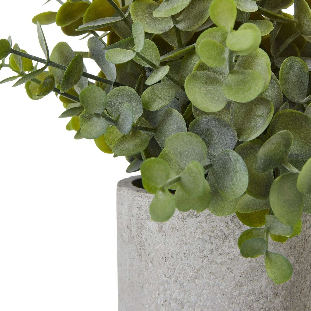 Small Button Eucalyptus Plant In Grey Pot Shades 4 Seasons