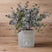 Small Eucalyptus Cinerea Plant In Grey Pot GREEN PLASTIC Shades 4 Seasons