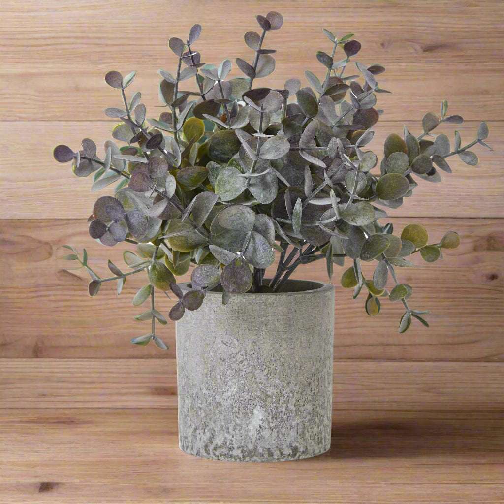 Small Eucalyptus Cinerea Plant In Grey Pot GREEN PLASTIC Shades 4 Seasons