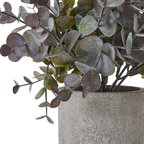 Small Eucalyptus Cinerea Plant In Grey Pot Shades 4 Seasons